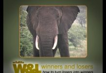 I was a Dog in Isiolo