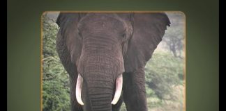 I was a Dog in Isiolo