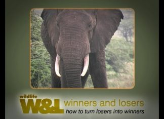 I was a Dog in Isiolo