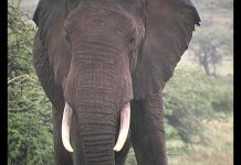 I was a Dog in Isiolo PROMO