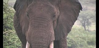 I was a Dog in Isiolo PROMO