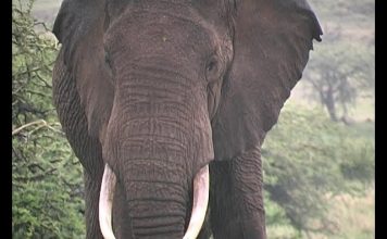 I was a Dog in Isiolo PROMO