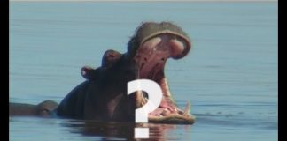 Africa’s Deadliest Animal? – PROMO