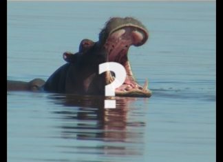 Africa’s Deadliest Animal? – PROMO