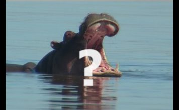 Africa’s Deadliest Animal? – PROMO