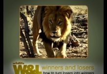 Looking for lions – A Namibian Nightmare