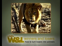 Looking for lions – A Namibian Nightmare