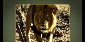 Looking for lions – A Namibian Nightmare