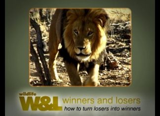 Looking for lions – A Namibian Nightmare
