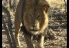 Looking for lions – A Namibian Nightmare PROMO