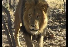 Looking for lions – A Namibian Nightmare PROMO