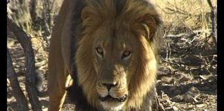 Looking for lions – A Namibian Nightmare PROMO