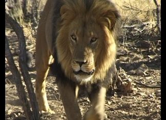 Looking for lions – A Namibian Nightmare PROMO