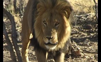 Looking for lions – A Namibian Nightmare PROMO