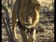 Looking for lions – A Namibian Nightmare PROMO