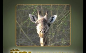 Freshly Squeezed Giraffe – Part 1 Safari to the Lake