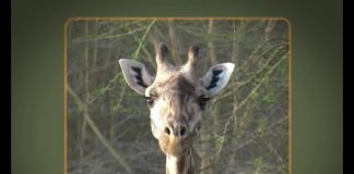 Freshly Squeezed Giraffe – Part 2 UPDATE From Drama to the Future