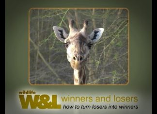 Freshly Squeezed Giraffe – Part 2 UPDATE From Drama to the Future