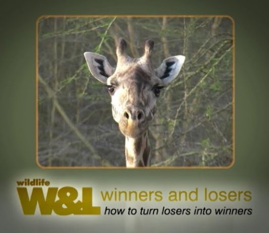 Freshly Squeezed Giraffe – Part 2 UPDATE From Drama to the Future