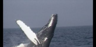 Are Whales Winning? PROMO