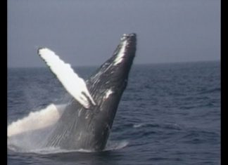 Are Whales Winning? PROMO