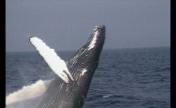 Are Whales Winning? PROMO