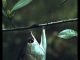 Arowana – The Water Monkey – PROMO