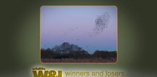 Somerset Trio – Super Somerset