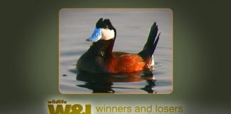 Somerset Trio – Chew Valley Lake