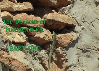 The Dragons of Formentera – PART ONE