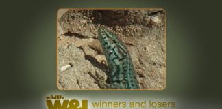 The Dragons of Formentera – PART TWO