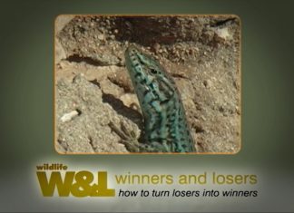 The Dragons of Formentera – PART TWO