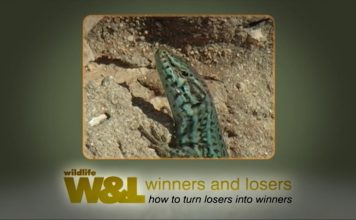 The Dragons of Formentera – PART TWO