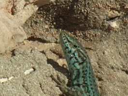 The Dragons of Formentera – PROMO