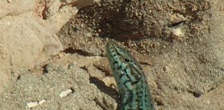 The Dragons of Formentera – PROMO