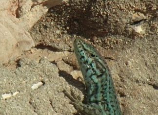 The Dragons of Formentera – PROMO