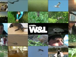 Wildlife Winners and Losers Series Promo – Short Version