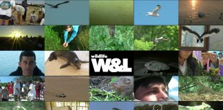 Wildlife Winners and Losers Series Promo – Short Version