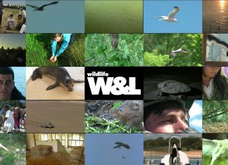 Wildlife Winners and Losers Series Promo – Short Version