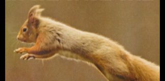 Can We Save The Red? PROMO