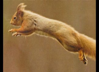 Can We Save The Red? PROMO