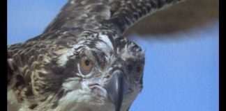 Sugar Not So Sweet or “Killer Sugar” PROMO