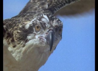 Sugar Not So Sweet or “Killer Sugar” PROMO