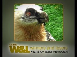 The Bearded Vulture – the bone-breaker