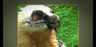 The Bearded Vulture – the bone-breaker