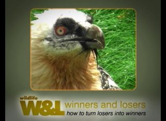 The Bearded Vulture – the bone-breaker