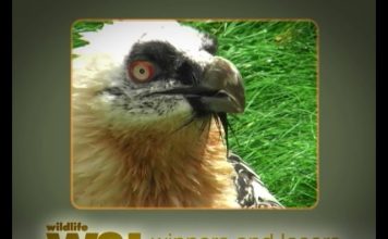 The Bearded Vulture – the bone-breaker