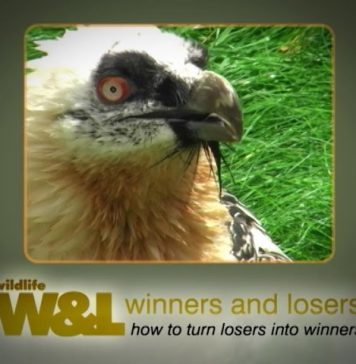 The Bearded Vulture – the bone-breaker