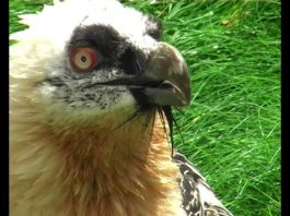 The Bearded Vulture – the bone-breaker PROMO