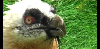 The Bearded Vulture – the bone-breaker PROMO